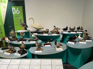 特別展「鳥～ゲノム解析が解き明かす新しい鳥類の系統～」に投稿された画像（2025/5/30）