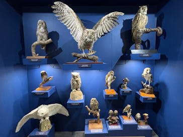 特別展「鳥～ゲノム解析が解き明かす新しい鳥類の系統～」に投稿された画像（2025/5/30）