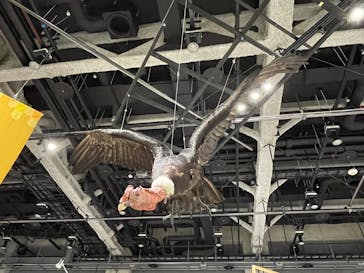 特別展「鳥～ゲノム解析が解き明かす新しい鳥類の系統～」に投稿された画像（2025/5/30）