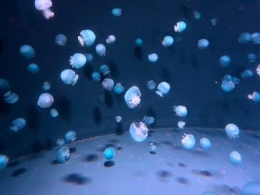 京都水族館に投稿された画像（2025/5/30）