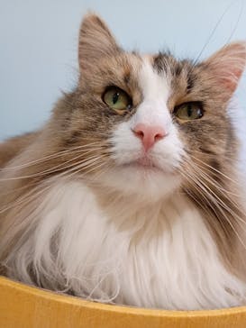 Cat Café MOFF 静岡PARCO店に投稿された画像（2025/5/30）