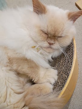 Cat Café MOFF 静岡PARCO店に投稿された画像（2025/5/30）