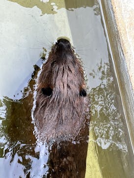 霞ケ浦 どうぶつとみんなのいえに投稿された画像（2025/5/30）