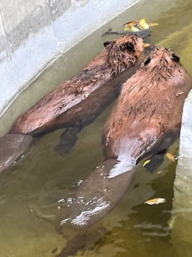 霞ケ浦 どうぶつとみんなのいえに投稿された画像（2025/5/30）