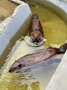 霞ケ浦 どうぶつとみんなのいえに投稿された画像（2025/5/30）