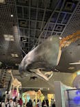国立科学博物館に投稿された画像（2025/5/31）
