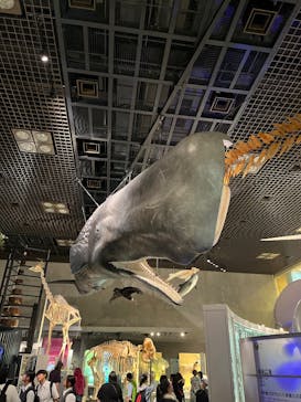 国立科学博物館に投稿された画像（2025/5/31）