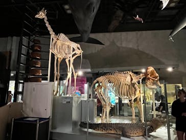 国立科学博物館に投稿された画像（2025/5/31）