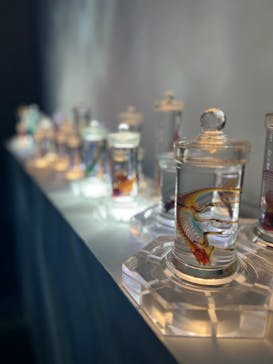 新世界『透明標本』展 ＠北九州市科学館に投稿された画像（2025/5/31）