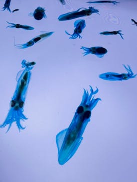 新世界『透明標本』展 ＠北九州市科学館に投稿された画像（2025/5/31）