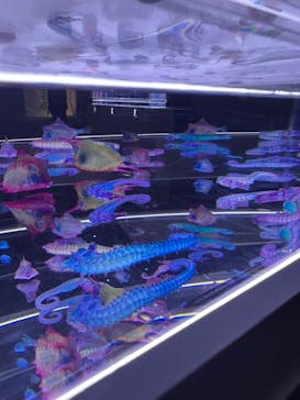 新世界『透明標本』展 ＠北九州市科学館に投稿された画像（2025/5/31）