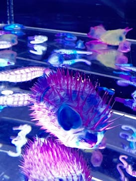 新世界『透明標本』展 ＠北九州市科学館に投稿された画像（2025/5/31）