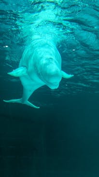 鴨川シーワールドに投稿された画像（2025/5/31）