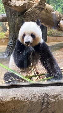 恩賜上野動物園に投稿された画像（2025/5/31）