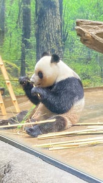 恩賜上野動物園に投稿された画像（2025/5/31）