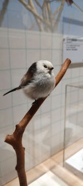特別展「鳥～ゲノム解析が解き明かす新しい鳥類の系統～」に投稿された画像（2025/5/31）