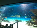 サンシャイン水族館に投稿された画像（2025/5/31）