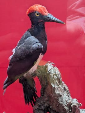 特別展「鳥～ゲノム解析が解き明かす新しい鳥類の系統～」に投稿された画像（2025/5/31）