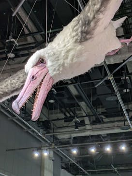 特別展「鳥～ゲノム解析が解き明かす新しい鳥類の系統～」に投稿された画像（2025/5/31）