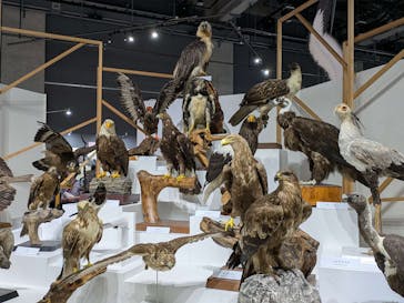 特別展「鳥～ゲノム解析が解き明かす新しい鳥類の系統～」に投稿された画像（2025/5/31）