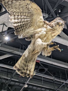 特別展「鳥～ゲノム解析が解き明かす新しい鳥類の系統～」に投稿された画像（2025/5/31）