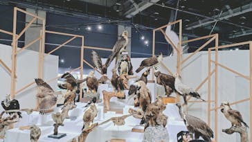 特別展「鳥～ゲノム解析が解き明かす新しい鳥類の系統～」に投稿された画像（2025/5/31）