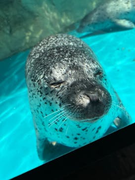 アクアワールド茨城県大洗水族館に投稿された画像（2025/5/31）