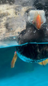 アクアワールド茨城県大洗水族館に投稿された画像（2025/5/31）