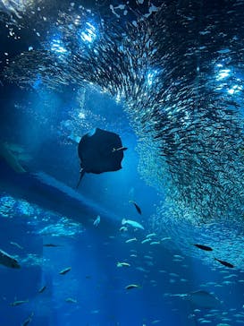 アクアワールド茨城県大洗水族館に投稿された画像（2025/5/31）