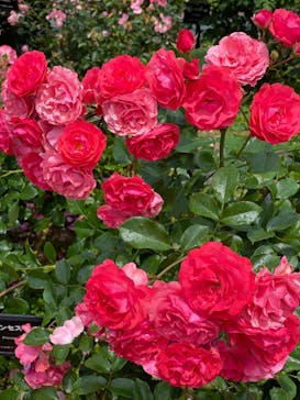 ぎふワールド・ローズガーデンに投稿された画像（2025/5/31）