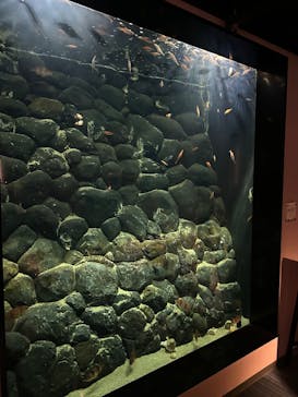 四国水族館に投稿された画像（2025/5/31）