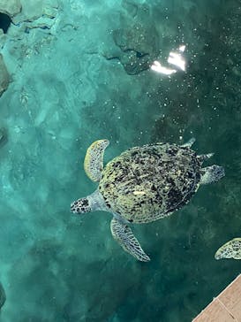 名古屋港水族館に投稿された画像（2025/5/31）