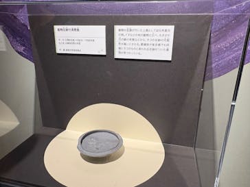 特別展「古代DNA－日本人のきた道」（国立科学博物館）に投稿された画像（2025/5/31）