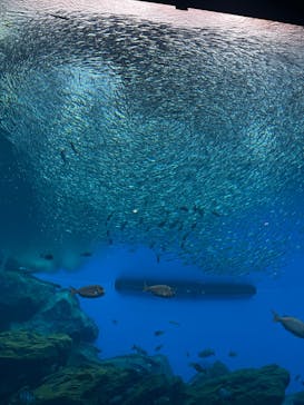 仙台うみの杜水族館に投稿された画像（2025/5/31）