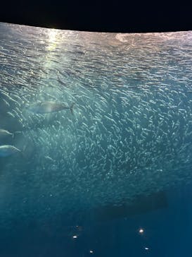 名古屋港水族館に投稿された画像（2025/5/31）