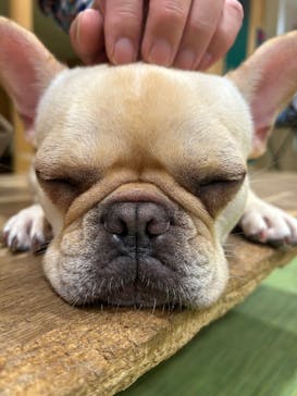 いぬカフェRio 下北沢店に投稿された画像（2025/5/31）