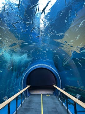 滋賀県立琵琶湖博物館に投稿された画像（2025/5/31）