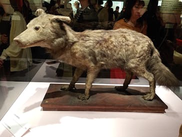 特別展「古代DNA－日本人のきた道」（国立科学博物館）に投稿された画像（2025/5/31）