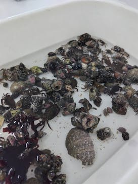 新江ノ島水族館に投稿された画像（2025/5/31）