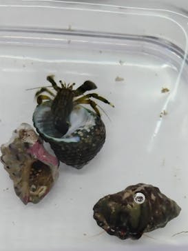 新江ノ島水族館に投稿された画像（2025/5/31）