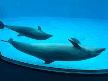 名古屋港水族館に投稿された画像（2025/5/31）