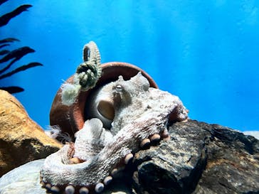 名古屋港水族館に投稿された画像（2025/5/31）