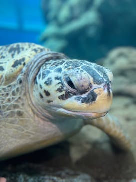 名古屋港水族館に投稿された画像（2025/5/31）
