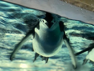 名古屋港水族館に投稿された画像（2025/5/31）