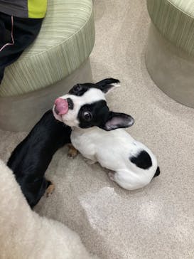 いぬカフェRio イオンモール福岡店に投稿された画像（2025/5/31）