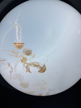 サンシャイン水族館に投稿された画像（2025/5/31）