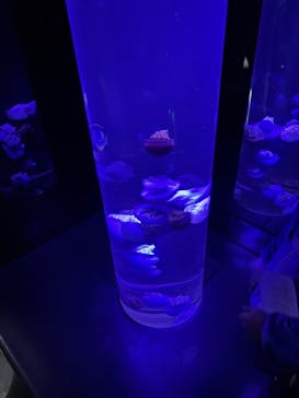 サンシャイン水族館に投稿された画像（2025/5/31）