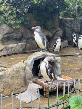 サンシャイン水族館に投稿された画像（2025/5/31）