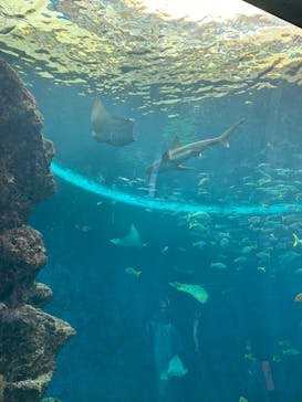 鴨川シーワールドに投稿された画像（2025/5/31）