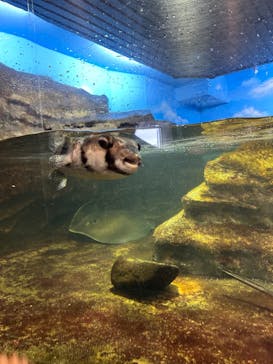 鴨川シーワールドに投稿された画像（2025/5/31）